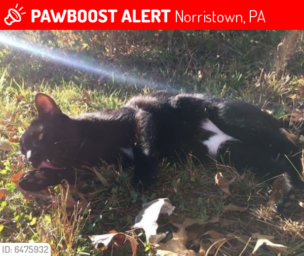 Lost Male Cat last seen Chain St. Near Riverfront Trail , Norristown, PA 19401