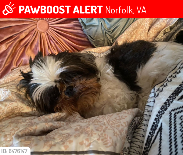 Lost Female Dog last seen Near johnstons rd, Norfolk, VA 23513