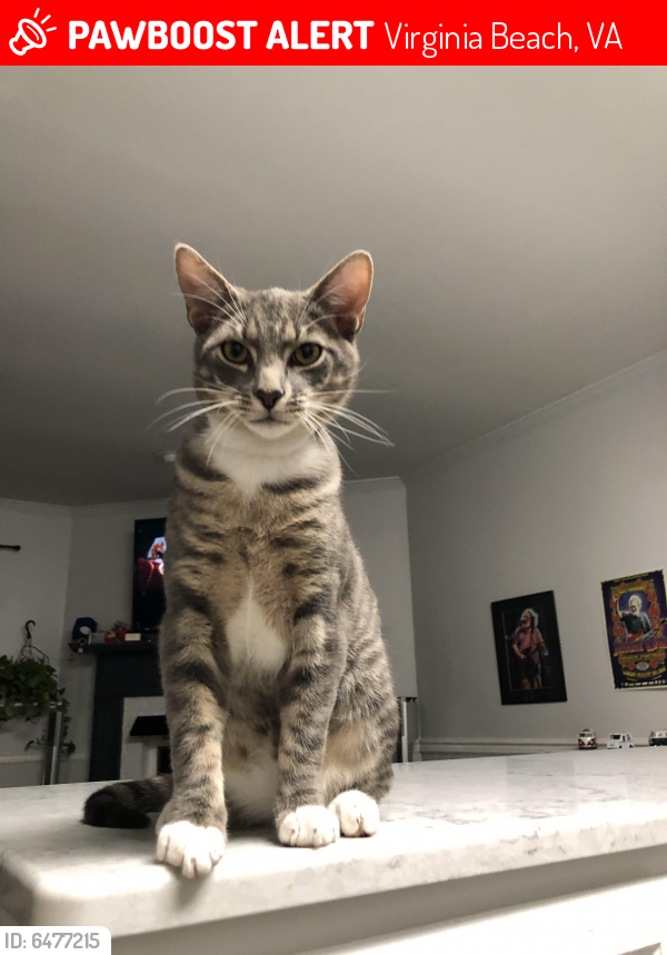 Lost Male Cat last seen Mikie ct and Canadian arch, Virginia Beach, VA 23453