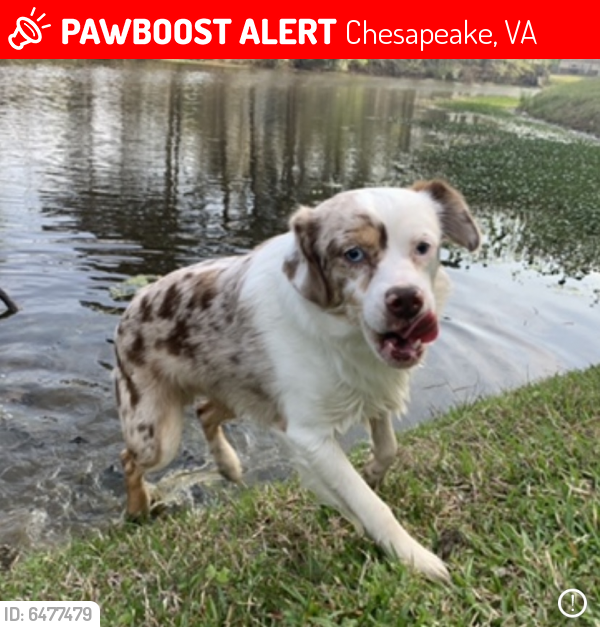 Lost Male Dog last seen park, Chesapeake, VA 23321