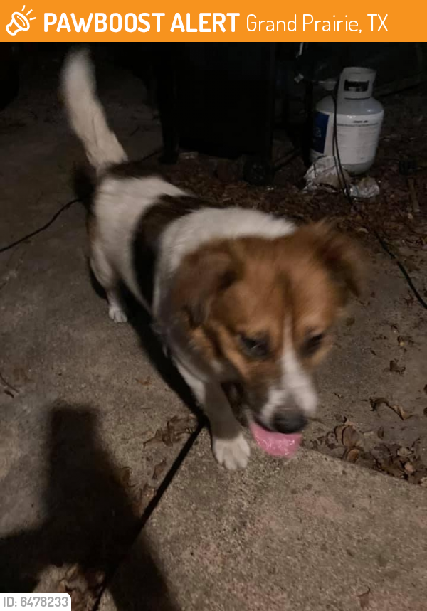 Found/Stray Male Dog last seen Tompkins Dr Grand Prairie , Grand Prairie, TX 75051