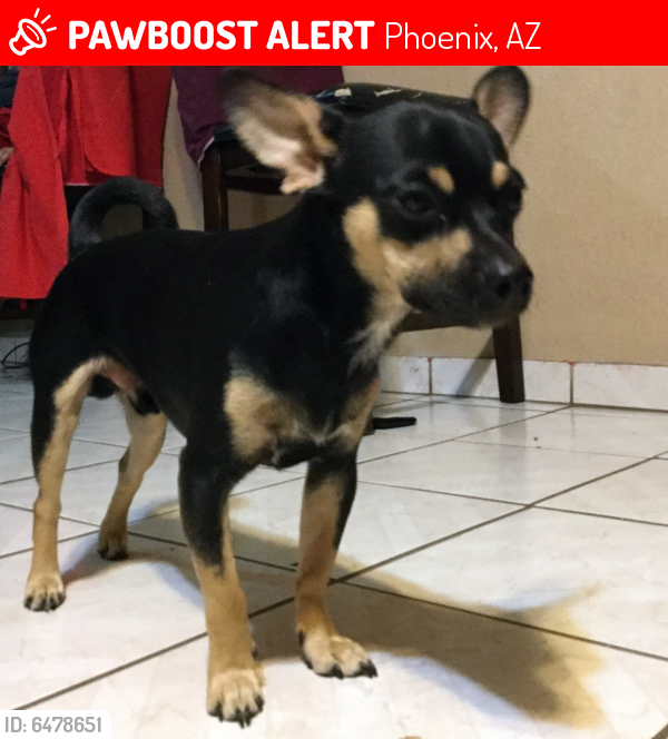 Lost Male Dog last seen 32-36 St and Thomas maybe up to 36th and Oak St, Phoenix, AZ 85008
