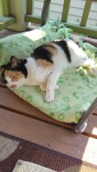 Lost Female Cat last seen Near high street salem oregon in saif parking lot. Jumped out of the car, Salem, OR 97312
