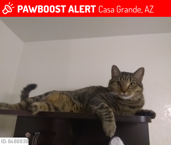Lost Male Cat last seen Rest area westbound, Casa Grande, AZ 85122