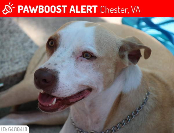 Lost Female Dog last seen Talley wood ct , Chester, VA 23831