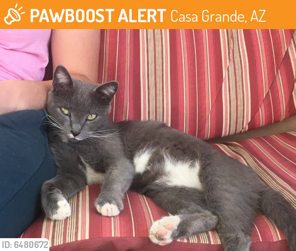Rehomed Female Cat last seen McMurray and Trekell, Casa Grande, AZ 85122