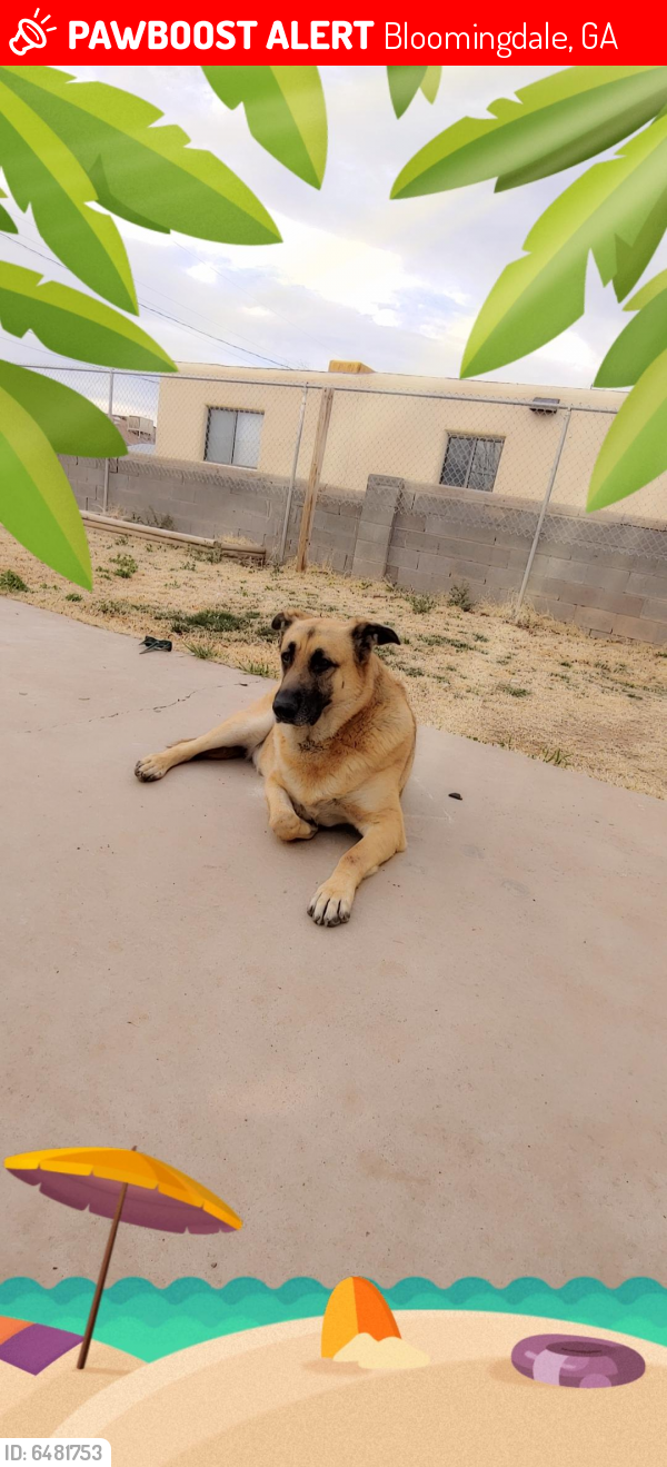 Lost Male Dog in Bloomingdale, GA 31302 Named Thor (ID 6481753) PawBoost