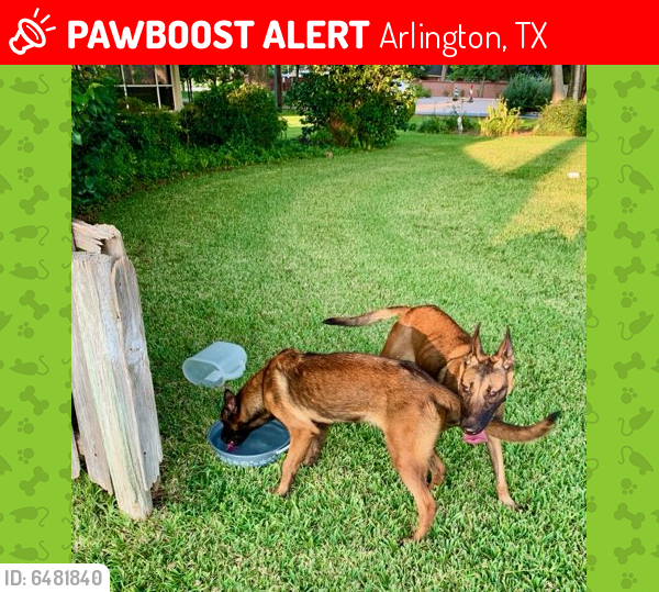 Lost Female Dog last seen Post Office, Arlington, TX 76017