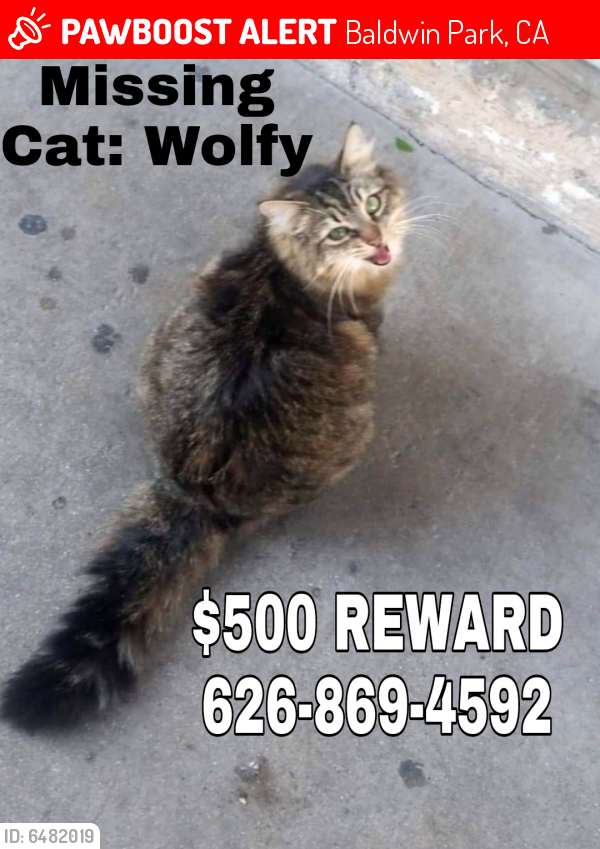 Lost Female Cat last seen Bess and Frazier , Baldwin Park, CA 91706