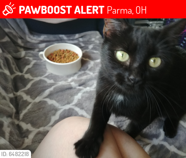 Lost Female Cat last seen Broadview Rd & Snow Rd, Parma, OH 44134