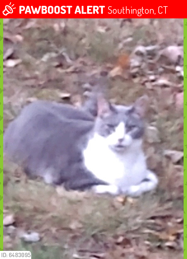 Lost Male Cat last seen Silo, Tanya court, Mulberry Street, , Southington, CT 06479