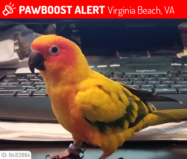 Lost Female Bird last seen Rosemont and Van Buren, Virginia Beach, VA 23452