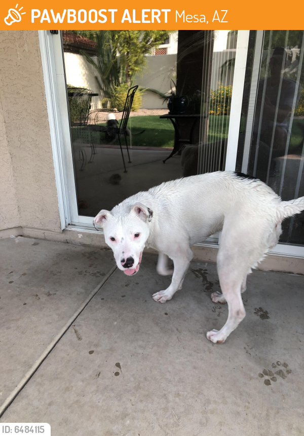 Rehomed Female Dog last seen EVIT Main Campus on Main St west of Alma School, Mesa, AZ 85201