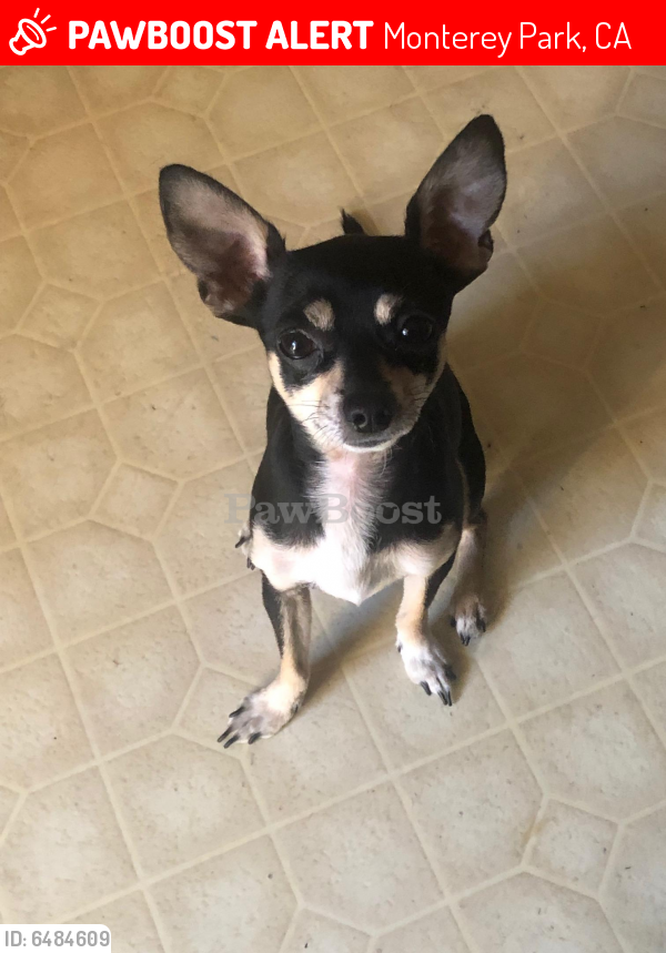 Lost Male Dog last seen Garvey and new ave, Monterey Park, CA 91755
