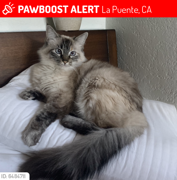 Lost Female Cat last seen Don Julian and 3rd Ave, La Puente, CA 91746