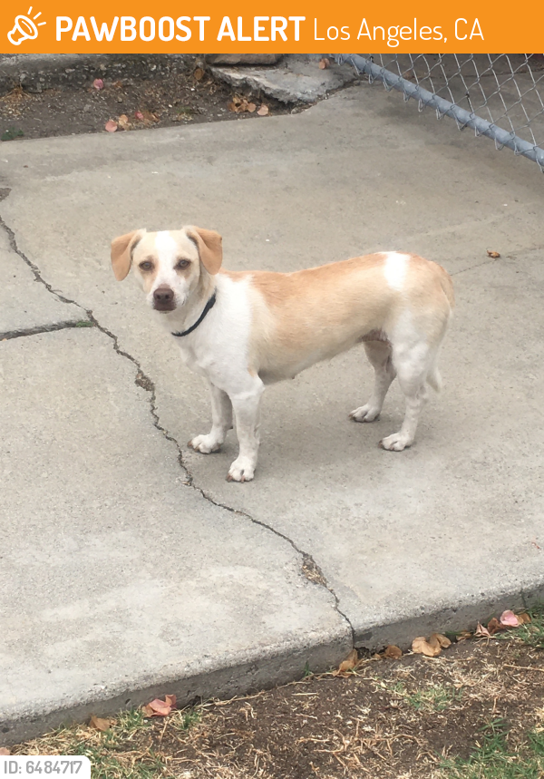 Found/Stray Female Dog last seen 54th Street and West Blvd., Los Angeles, CA 90043