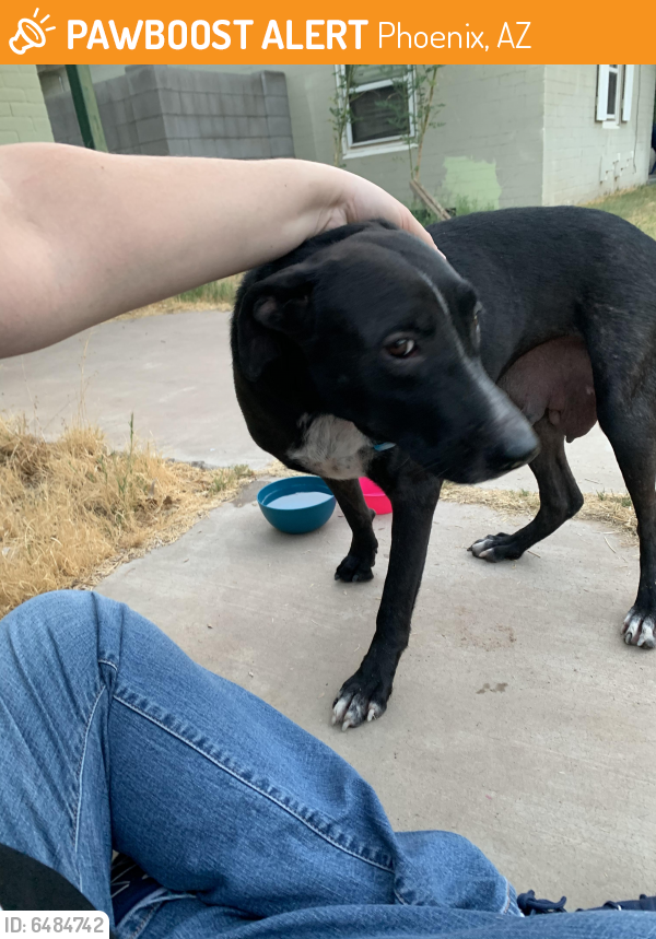 Found/Stray Female Dog last seen 12th street and highland, Phoenix, AZ 85014