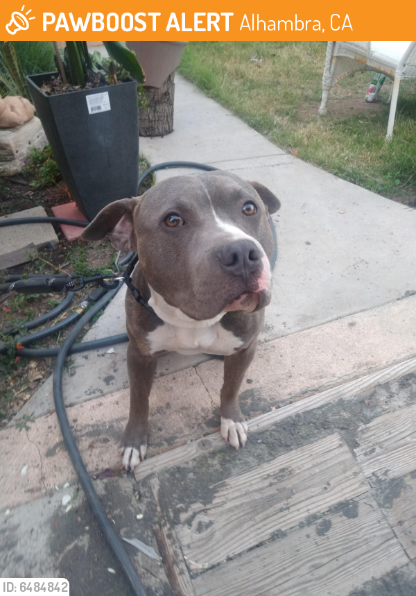 Found/Stray Male Dog last seen Mission rd and electric ave, Alhambra, CA 91803