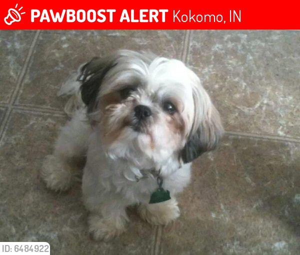 Lost Female Dog last seen Bon air school, Kokomo, IN 46901