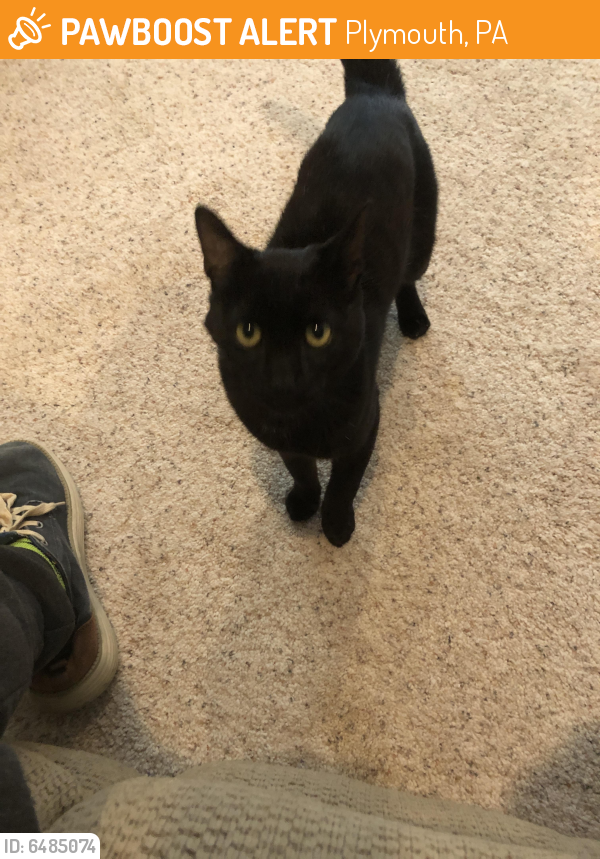Found/Stray Male Cat last seen Jesse road, Plymouth, PA 18651