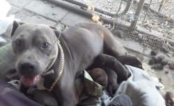 Reunited Female Dog last seen Springdale, Austin, TX 78702