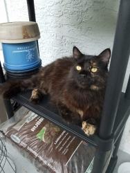 Lost Female Cat last seen E. Red Robin Ln., Inverness, FL 34452