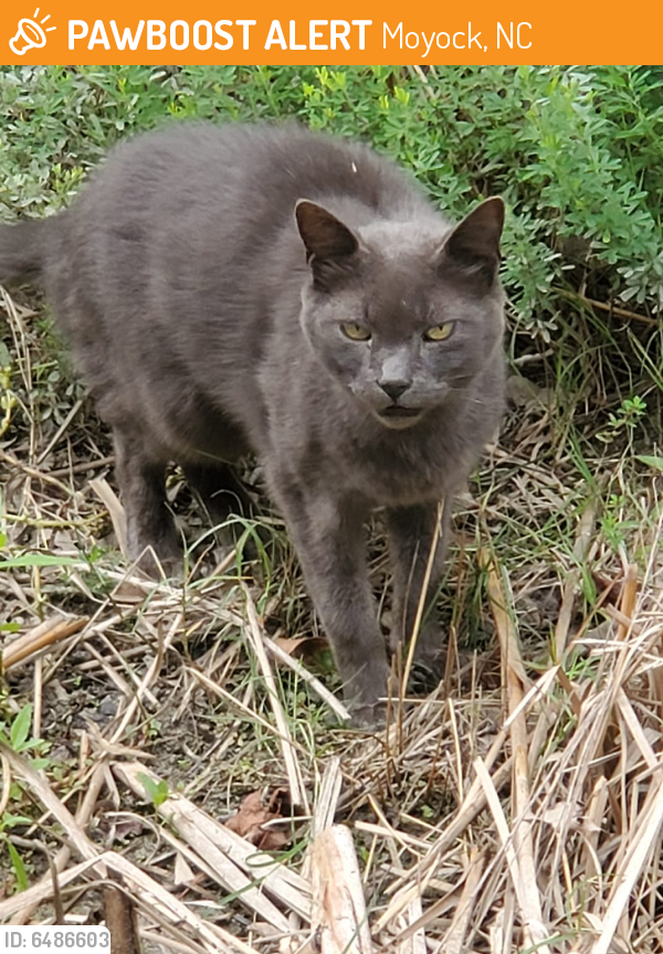 Found/Stray Unknown Cat last seen Moyock , Moyock, NC 27958