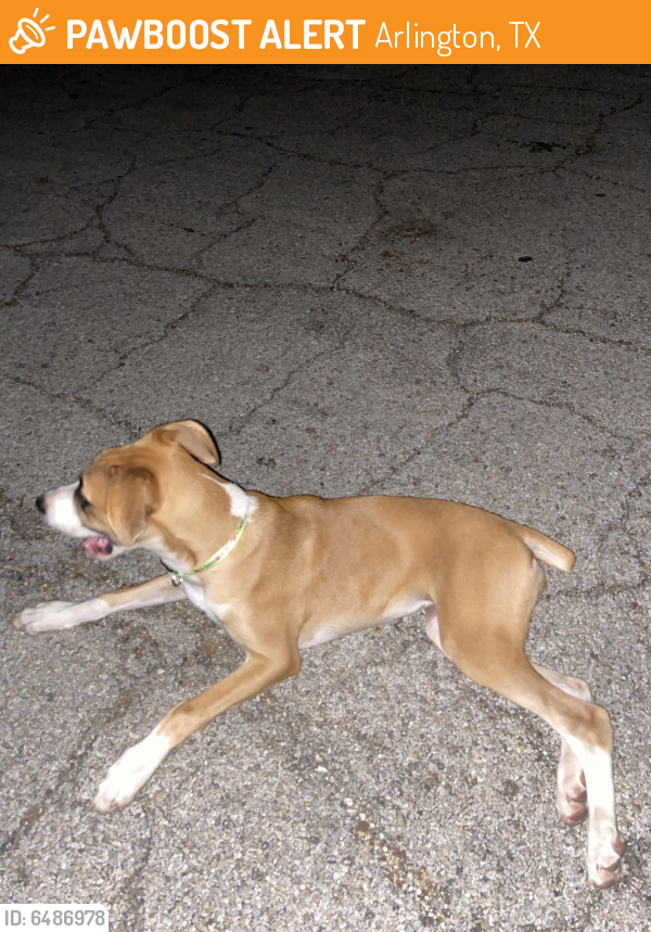 Found/Stray Female Dog last seen Fielder, Arkansas , Arlington, TX 76015