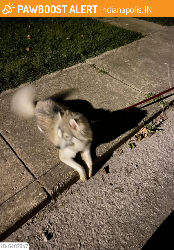 Found/Stray Female Dog last seen 21St and Emerson, Indianapolis, IN 46218