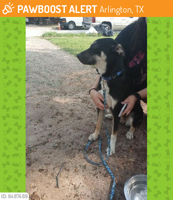 Found/Stray Female Dog last seen Fielder at w lovers ln , Arlington, TX 76013