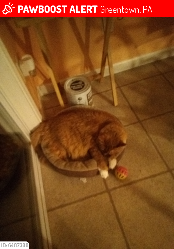 Lost Female Cat last seen View Dr. Near Sunset Dr. Greentown, Greentown, PA 18426