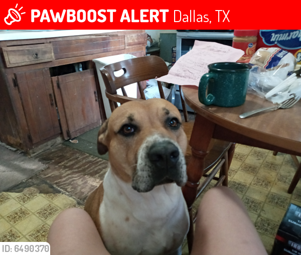 Lost Male Dog in Dallas, TX 75217 Named Rocky (ID 6490370) PawBoost