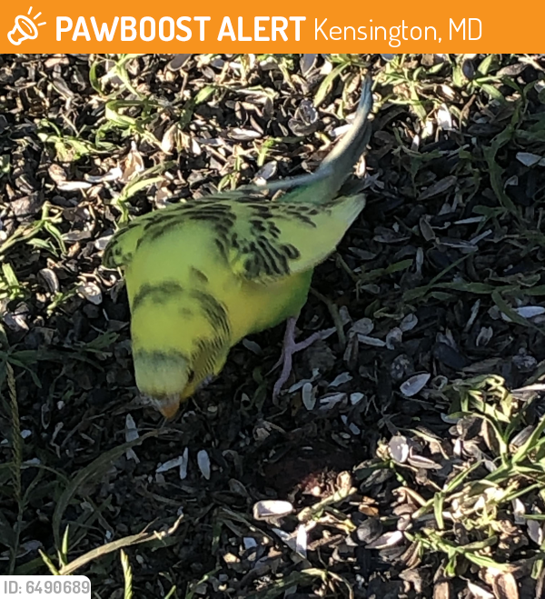 Found/Stray Unknown Bird last seen backyard under the bird feeder, Kensington, MD 20895