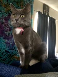 Lost Female Cat last seen Winston drive and hilltop drive, San Diego, CA 92114