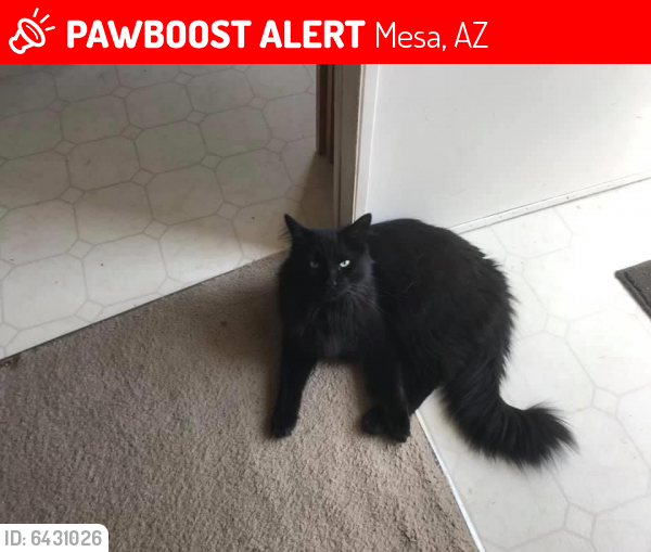 Lost Male Cat last seen  E University Dr , Viewponit RV and Golf Resort, Mesa, AZ 85207