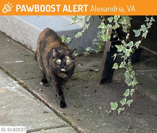 Found/Stray Female Cat last seen Near Princess St., Alexandria, VA 22314