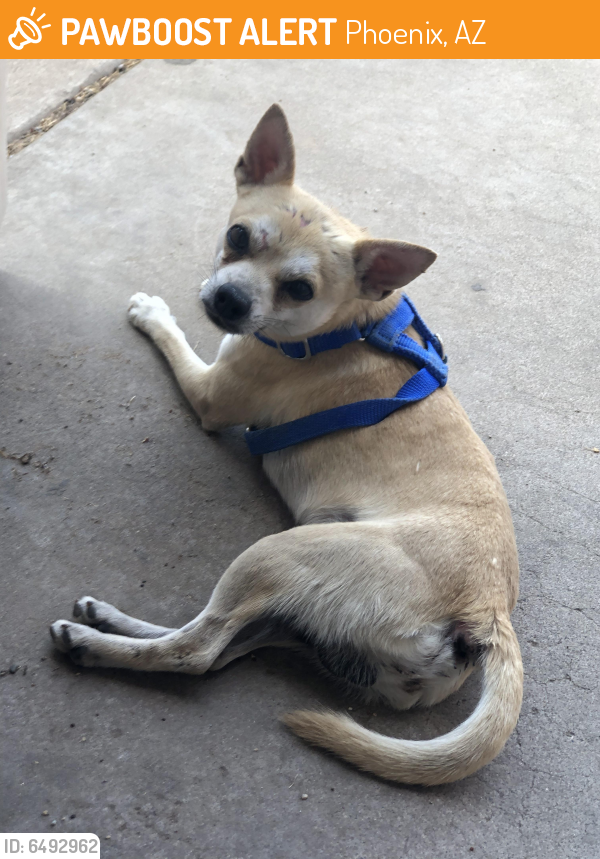 Surrendered Unknown Dog last seen 43rd ave and Encanto Blvd., Phoenix, AZ 85035