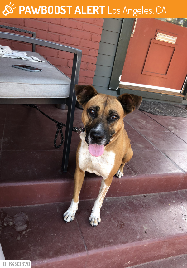 Rehomed Female Dog last seen Western and Exposition , Los Angeles, CA 90062