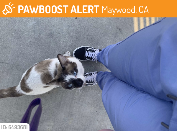Found/Stray Male Cat last seen Slauson  ave maywood ca 90270, Maywood, CA 90270