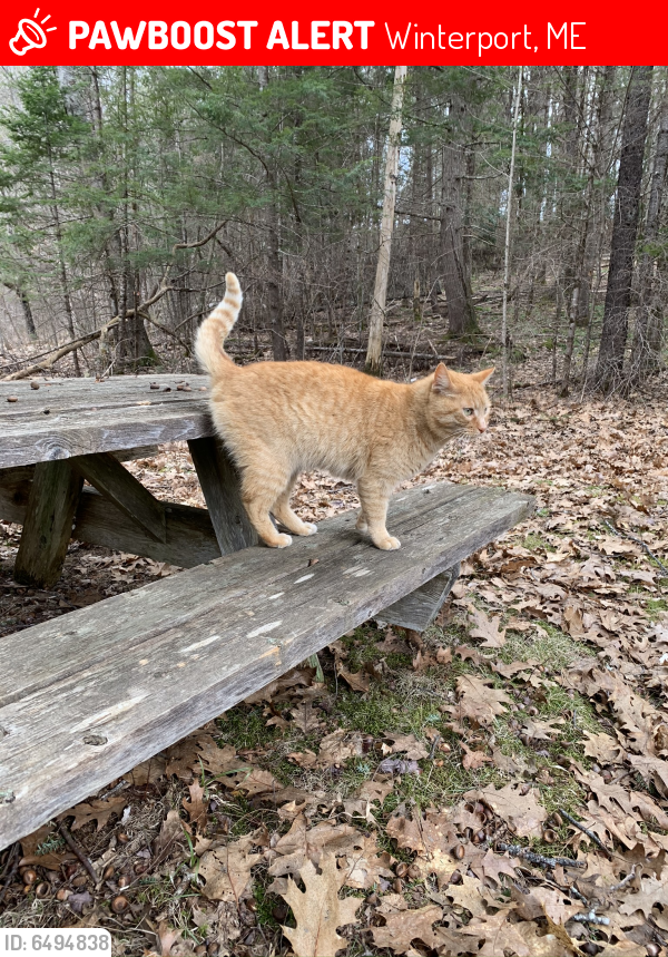 Lost Male Cat last seen Stream Road, Winterport, ME 04438