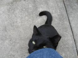 Lost Male Cat last seen Croft Ave and Michael Street Inverness FL, Inverness, FL 34453