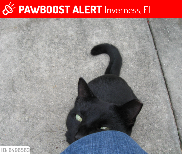 Lost Male Cat last seen Croft Ave and Michael Street Inverness FL, Inverness, FL 34453
