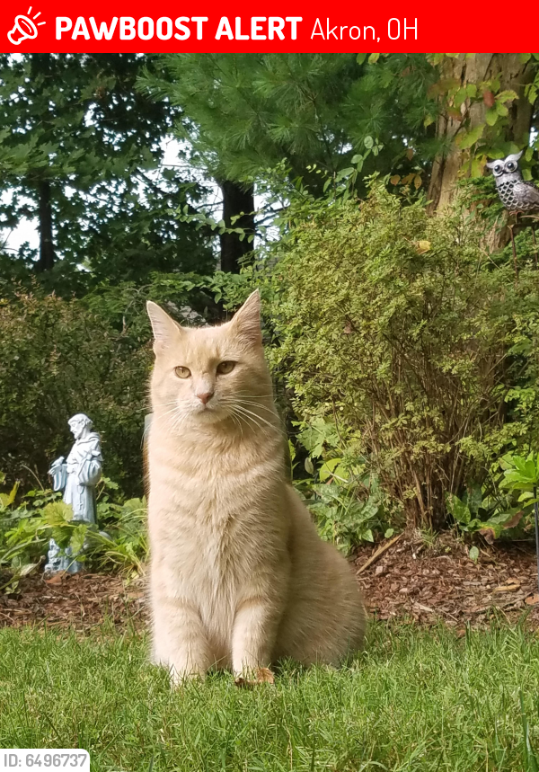 Lost Male Cat last seen Crown Point, Ira and N. Revere Rd, Akron, OH 44333