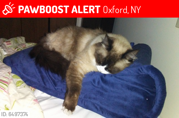 Lost Female Cat last seen Columbia street, Oxford, NY 13830