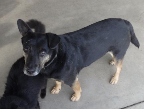 Lost Male Dog last seen Roselle Ave between Sylvan Ave and Claribel Ave., Modesto, CA 95355