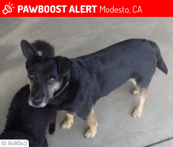 Lost Male Dog last seen Roselle Ave between Sylvan Ave and Claribel Ave., Modesto, CA 95355