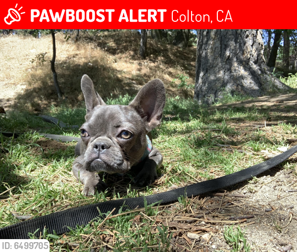 Lost Female Dog last seen N Rancho Ave & W Citrus St, Colton, CA 92324