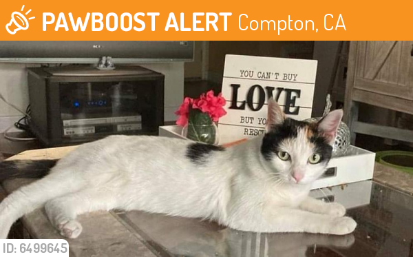 Rehomed Female Cat last seen , Compton, CA 90221