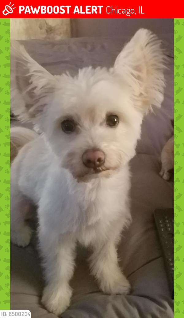 Lost Male Dog last seen 83rd and Halsted St. Chicago IL, Chicago, IL 60620