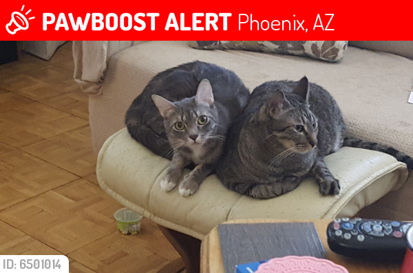 Lost Male Cat last seen Near st  3 blocks south of thomas, Phoenix, AZ 85008